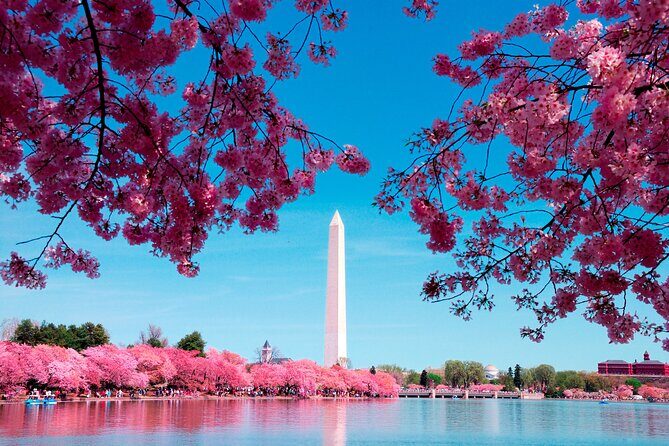 Full Day US Capitol Visit with Cherry Blossom & Potomac Cruise - Practical Tips for Making the Most of Your Day