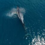 Full Day Wildlife Expedition in the Sea of Cortez - Final Thoughts: Is This Tour Worth It?