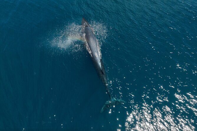 Full Day Wildlife Expedition in the Sea of Cortez - Final Thoughts: Is This Tour Worth It?