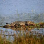 Full Day Wilpaththu National Park Safari (All Inclusive) - A Deep Dive into the Wilpattu Safari Experience