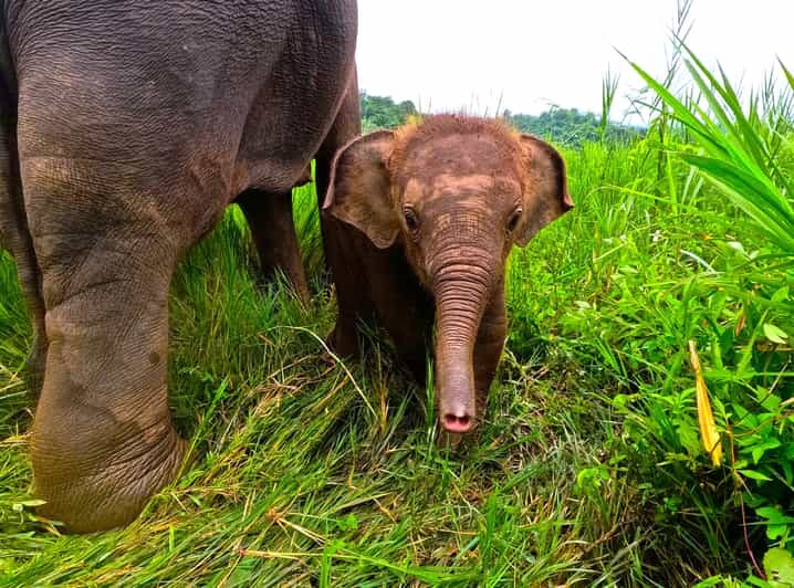 Full-day with CHIANGMAI ELEPHANT CARE and Sticky waterfall - A Closer Look at the Tour Experience