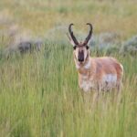 Full Day Yellowstone Nat'l Park Tour From West Yellowstone - An In-Depth Look at the Yellowstone Full Day Tour