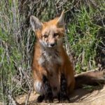 Full day Yellowstone The Volcano Lower Loop West Yellowstone - What Makes This Tour Stand Out?