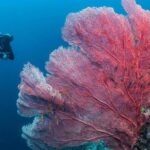 Fun Boat Dive for certified diver - The Sum Up: Why Choose Scotty’s Fun Boat Dive?