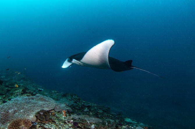 Fun Dive Nusa Penida Bali - For Certified Divers - The Sum Up