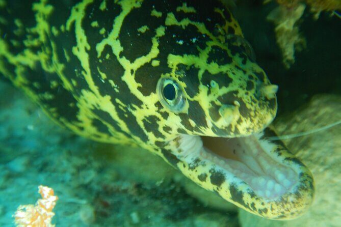 Fun dives Cozumel south marine park - FAQ