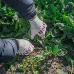 Fun Kyoto Ride! Bamboo Trails, Farm Harvest & Local Eats - Why Choose This Tour?