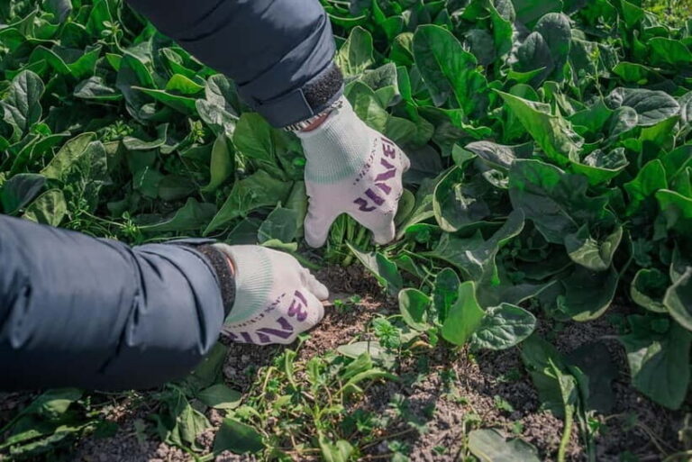 Fun Kyoto Ride! Bamboo Trails, Farm Harvest & Local Eats - Why Choose This Tour?