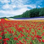 Furano & Biei 4 hour Tour: English Speaking Driver only, No Guide - Who Would Love This Tour?