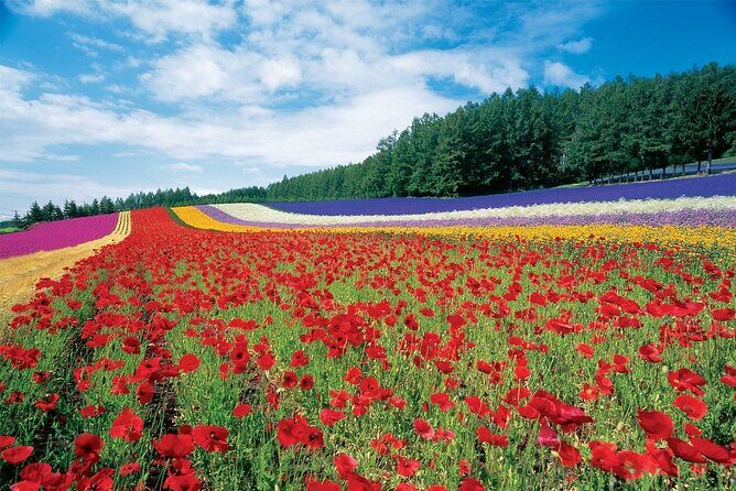 Furano & Biei 4 hour Tour: English Speaking Driver only, No Guide - Who Would Love This Tour?