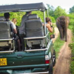 Galle: All Inclusive Morning Leopard Safari in Yala -Private - Exploring the Yala Safari Experience