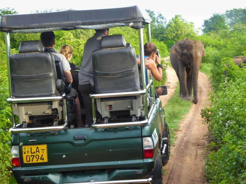 Galle: All Inclusive Morning Leopard Safari in Yala -Private - Exploring the Yala Safari Experience