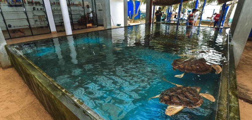 Galle Coastal Heritage & Culture Tour from Colombo - Who Would Enjoy This Tour?