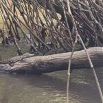 Galle Day Tour From Ahungalla/Kosgoda/Bentota/Beruwala - Is This Tour Worth It?