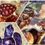 Galle Day Trip & Stilt Fishermen from Koggala - What the Tour Gets Right