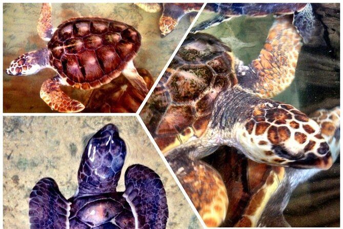 Galle Day Trip & Stilt Fishermen from Koggala - What the Tour Gets Right