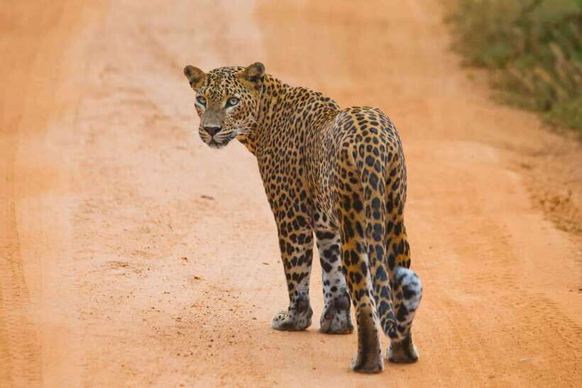 Galle/Hikkaduwa/Bentota/Kosgoda: Yala National Park Safari - Deep Dive: The Itinerary Breakdown