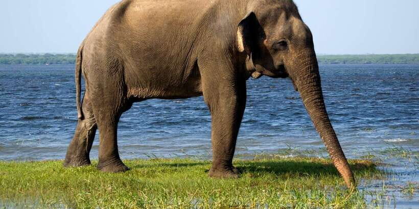 Galle/Mirissa/Hikkaduwa: Transfer to Ella & Udawalawa Safari - A Detailed Look at the Tour Experience