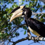 Galle/Mirissa: Yala & Udawalawe Safari Day Trip with Picnic - The Itinerary: What to Expect from Dawn to Dusk