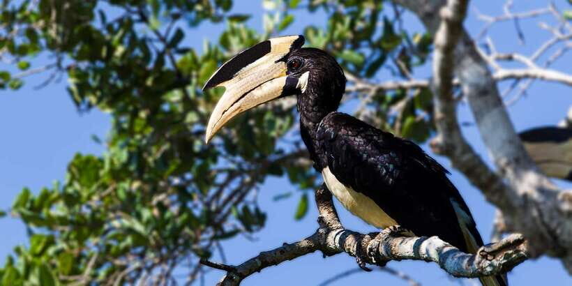 Galle/Mirissa: Yala & Udawalawe Safari Day Trip with Picnic - The Itinerary: What to Expect from Dawn to Dusk