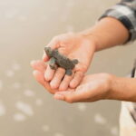 Galle Private Day Tours with Sea Turtles visit & Boat Safari - Who Will Benefit Most from This Tour?