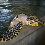 Galle Sightseein Rickshaw Tour - The Sum Up