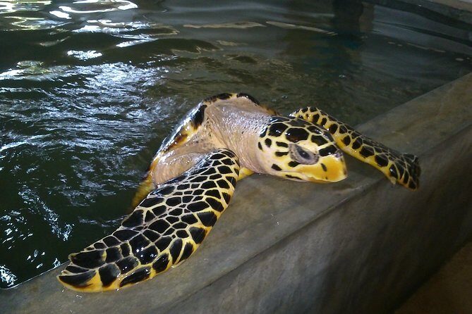 Galle Sightseein Rickshaw Tour - The Sum Up