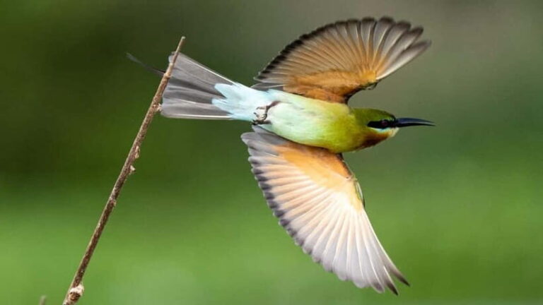 Galle to Udawalawe: Sinharaja Birdwatching Tour with Lunch - Who Is This Tour Best For?