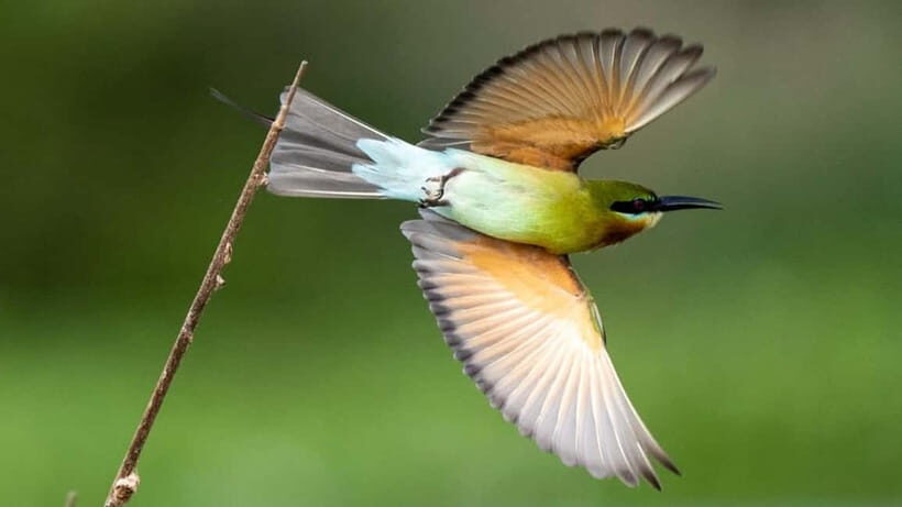 Galle to Udawalawe: Sinharaja Birdwatching Tour with Lunch - Who Is This Tour Best For?