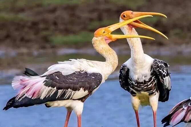 Galle Transfer from Airport or Colombo by private taxi - Detailed Breakdown of the Experience