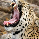 Galle/Unawatuna/Weligama/Mirissa: Yala National Park Safari - Who Will Love This Tour?