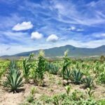 Gastronomy Experience, Culture Mezcal,Tasting & Textiles. Private Tour. - Authentic Experiences That Stand Out