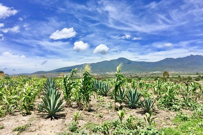 Gastronomy Experience, Culture Mezcal,Tasting & Textiles. Private Tour. - Authentic Experiences That Stand Out