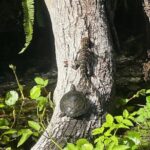 Gator Viewing Clear Kayak Springs Tour - Deep Dive into the Itinerary and Experience