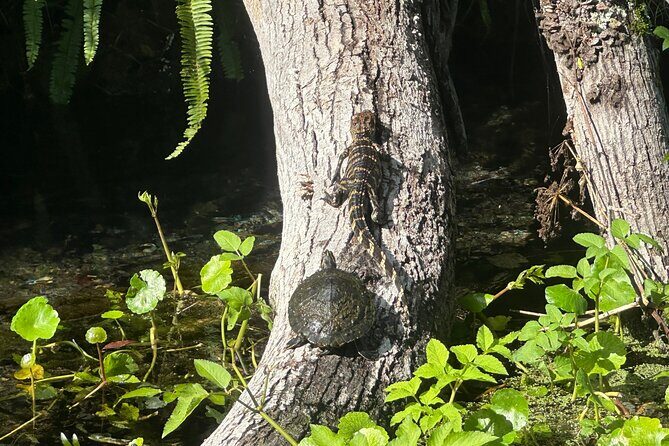 Gator Viewing Clear Kayak Springs Tour - Deep Dive into the Itinerary and Experience