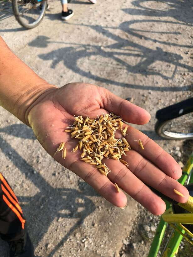 George Town: Balik Pulau Countryside Morning Cycling Tour - The Real Experience: What Travelers Say