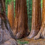 Giant Redwoods Tour Including a 5-Course Winery Lunch - Who Is This Tour Best For?