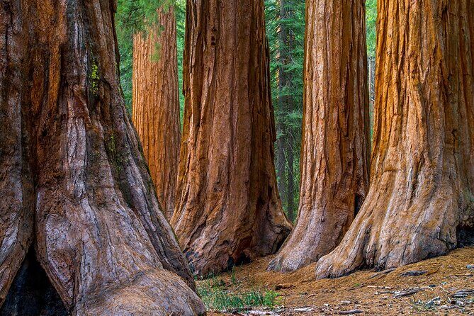 Giant Redwoods Tour Including a 5-Course Winery Lunch - Who Is This Tour Best For?