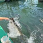 Giant Tarpon Fish Feeding Experience in Bayside Marketplace - Transportation, Timing, and Practical Tips