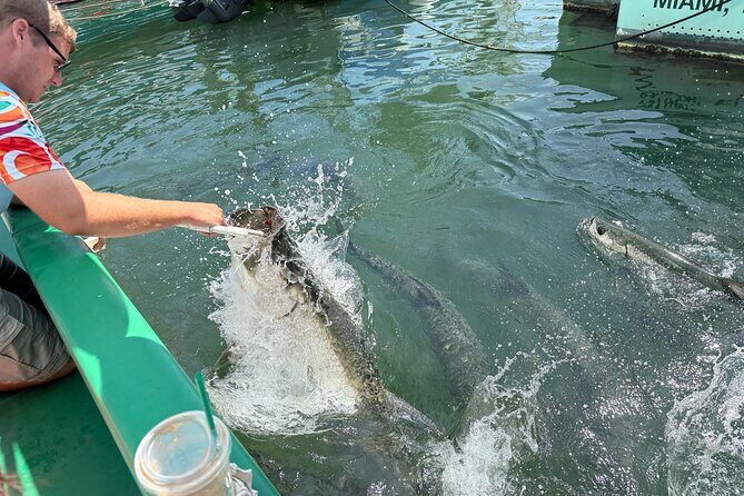 Giant Tarpon Fish Feeding Experience in Bayside Marketplace - Transportation, Timing, and Practical Tips
