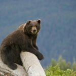 Glacier View & Wildlife Anchorage Adventure Tour - Why This Tour Works for Travelers
