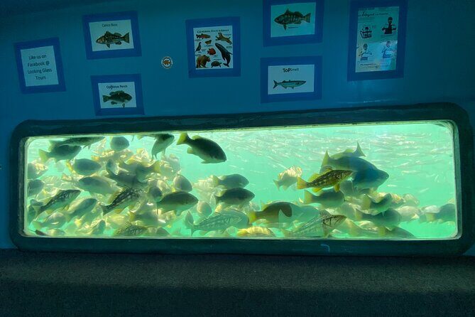 Glass Bottom Boat Ride in Redondo Beach - The Highlights