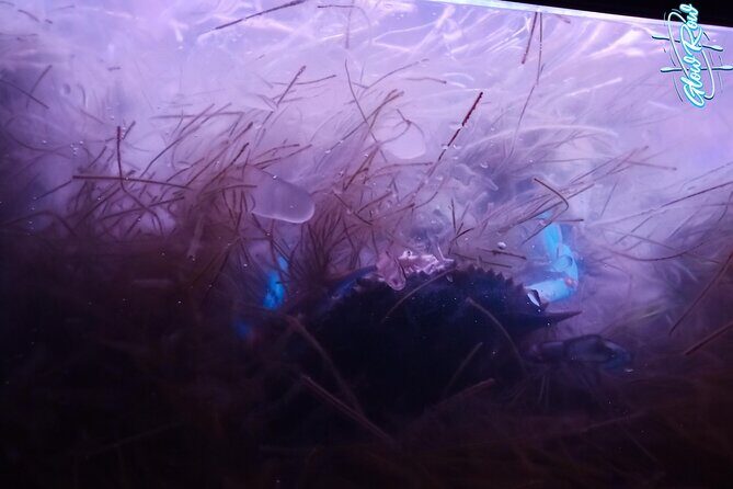 Glowing Kayak Tour Port Aransas - Lighthouse Lakes - Who Should Consider This Tour?