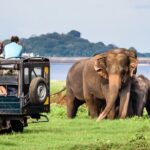 GO WILD! Double Safari Day Trip (Yala & Udawalawe) - Private & All Inclusive - FAQ