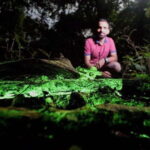 Goa: Bioluminescent Forest Night Trail with Guide - A Deep Dive into the Experience