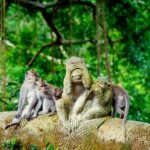 Goa Gajah / Elephant Cave Temple And Ubud Tour - All Inclusive - Exploring Ubud in a Single Day: What You’ll Experience