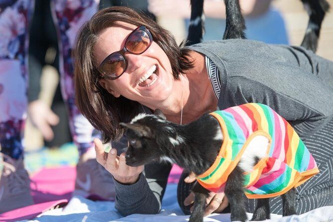 Goat and Alpaca Yoga in Arizona - Key Points