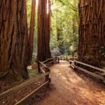 Golden Gate Bridge Muir Woods Sausalito with Optional Alcatraz - The Experience of the Guides