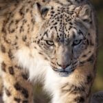 Granby Zoo 1 Day - Who Should Consider This Tour?