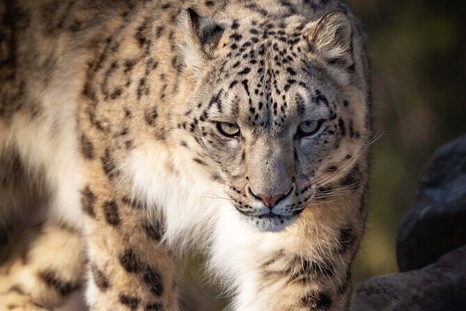 Granby Zoo 1 Day - Who Should Consider This Tour?